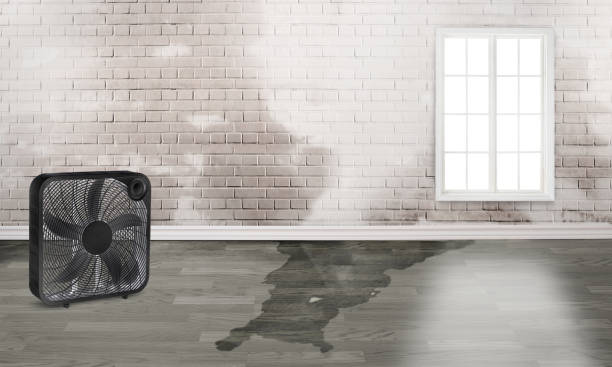 Best Water damage restoration near me  in Geneseo, IL